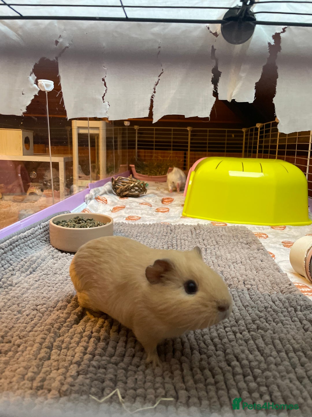 Guinea Pig rodents for sale: 3 female bonded guinea pigs - Advert 2