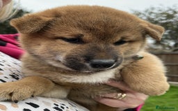 Japanese Shiba Inu dogs for sale: Last Boy - 15 yrs exp Health Checked - Image 2