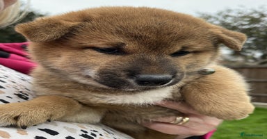 Japanese Shiba Inu dogs - Advert 9