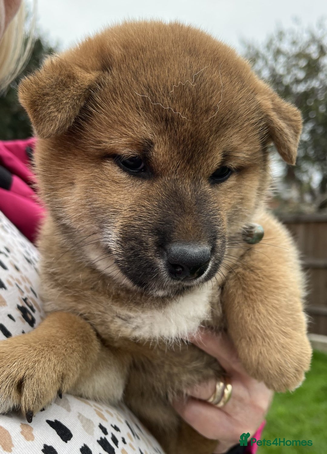 Japanese Shiba Inu dogs for sale: Last Boy - 15 yrs exp Health Checked - Image 2