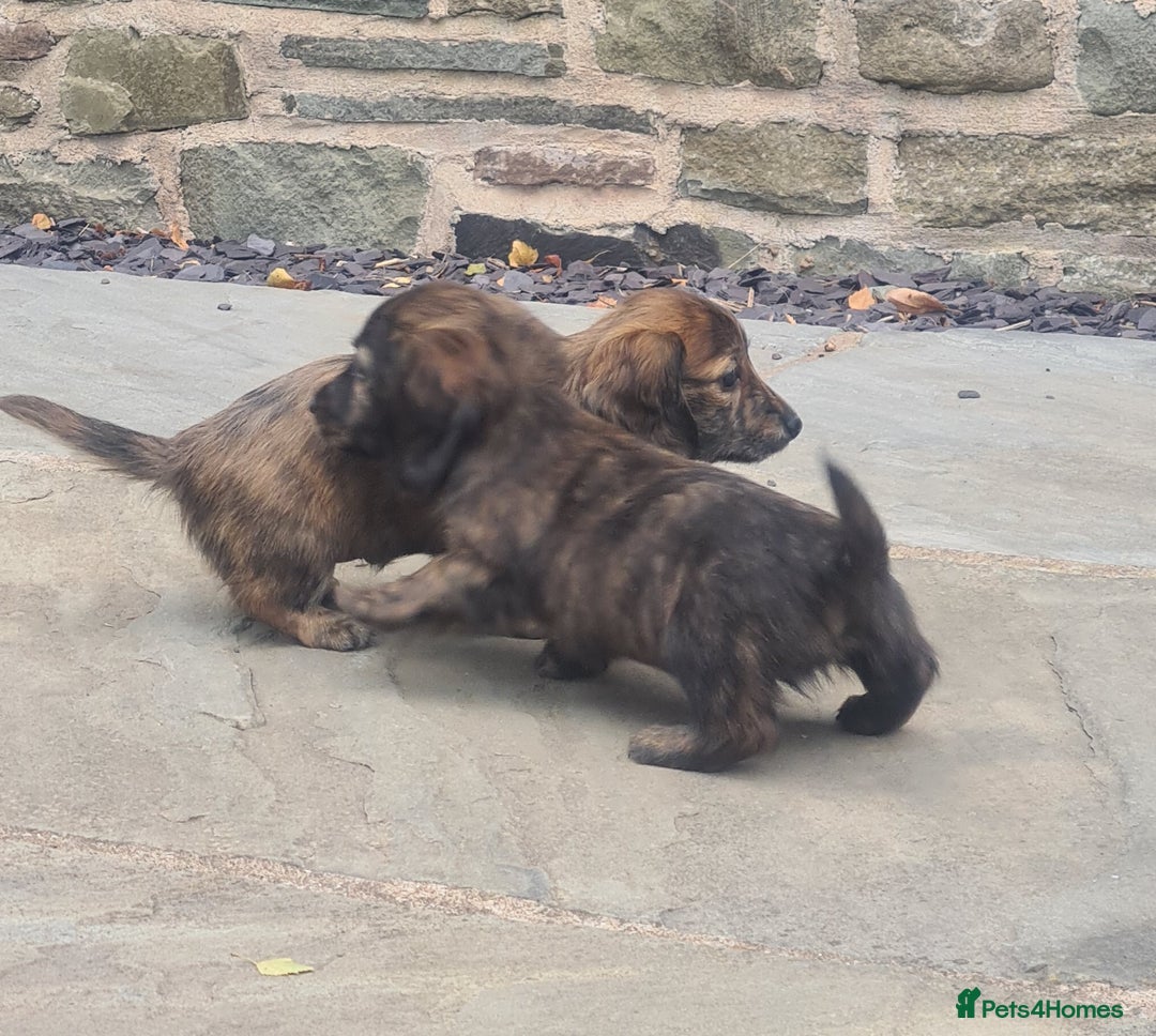 Miniature Dachshund dogs for sale: Miniature Longhaired Dachshund Puppies  - Image 8