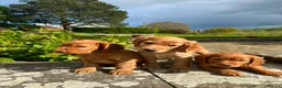 Cocker Spaniel dogs for sale: Pure Bred Red Cocker Spaniel Pups in Leominster - Advert 6