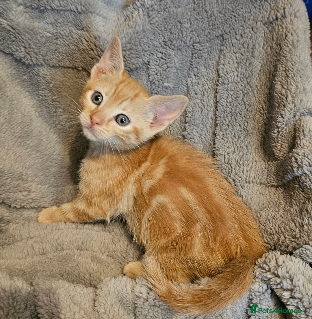 Maine Coon cats for sale: Kittens ready now - Advert 3