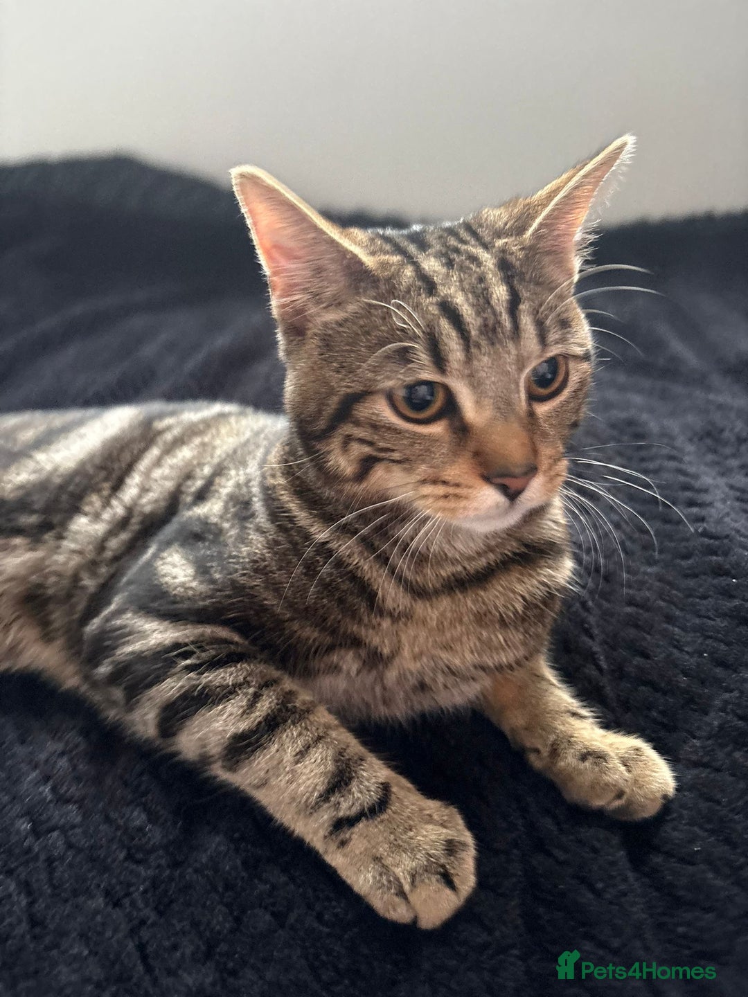 Mixed Breed cats for sale: Tabby male 6 month old kitten - Advert 12