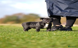 American Bully dogs for sale: 🏆Champion Cole pups 🏆 - Image 11