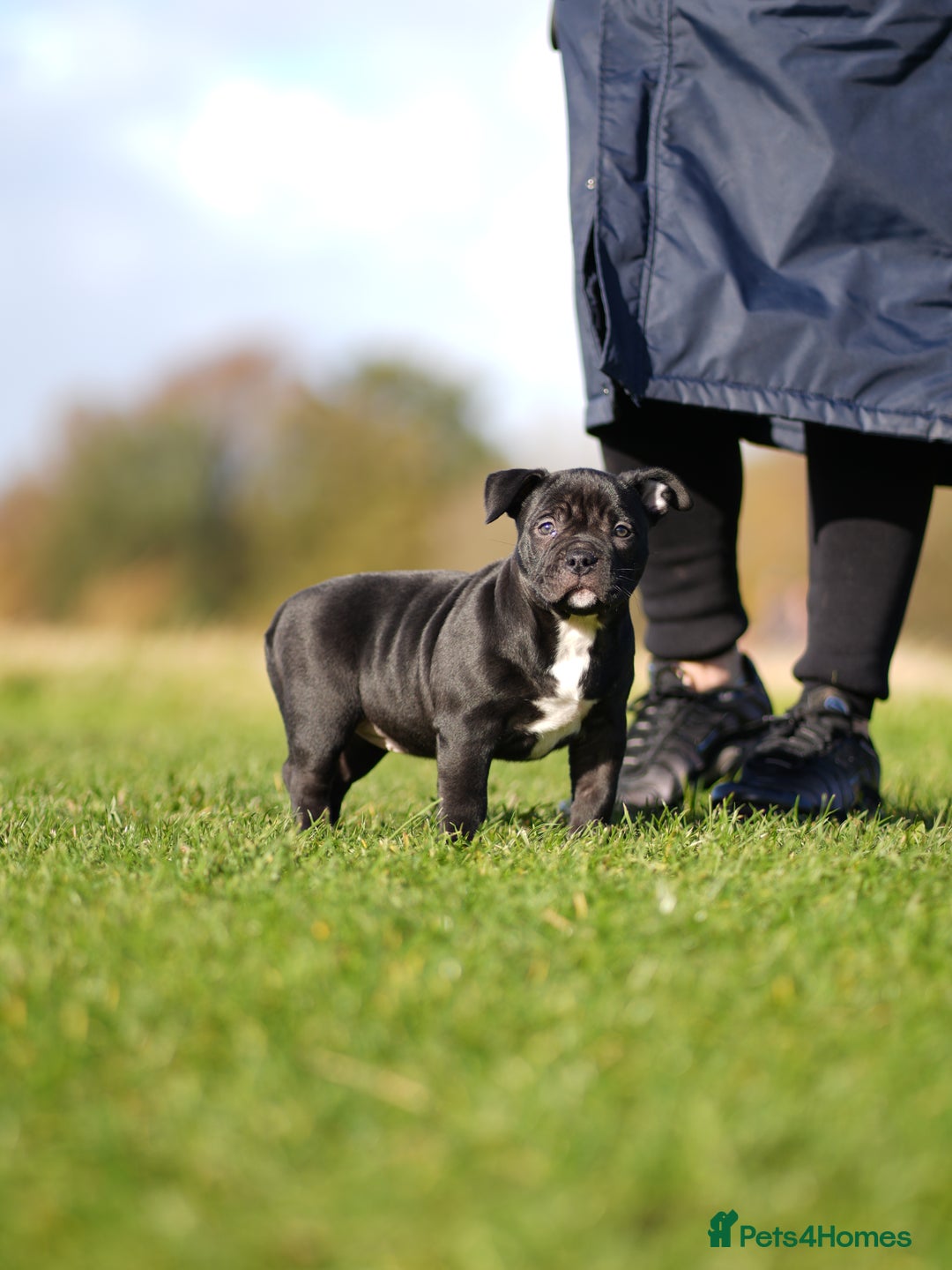 American Bully dogs for sale: 🏆Champion Cole pups 🏆 - Image 11