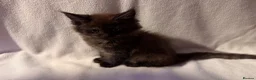 Maine Coon cats for sale: Stunning Maine coon kittens  - Advert 8