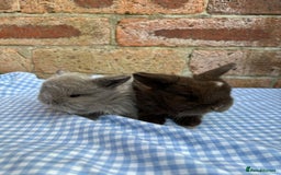 Mini Lop rabbits for sale: Beautiful Pure Bred minilops  - Image 1