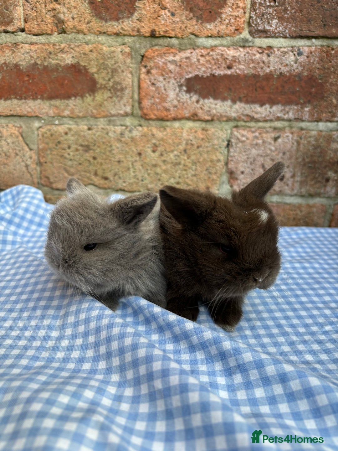 Mini Lop rabbits for sale: Beautiful Pure Bred minilops  - Image 1
