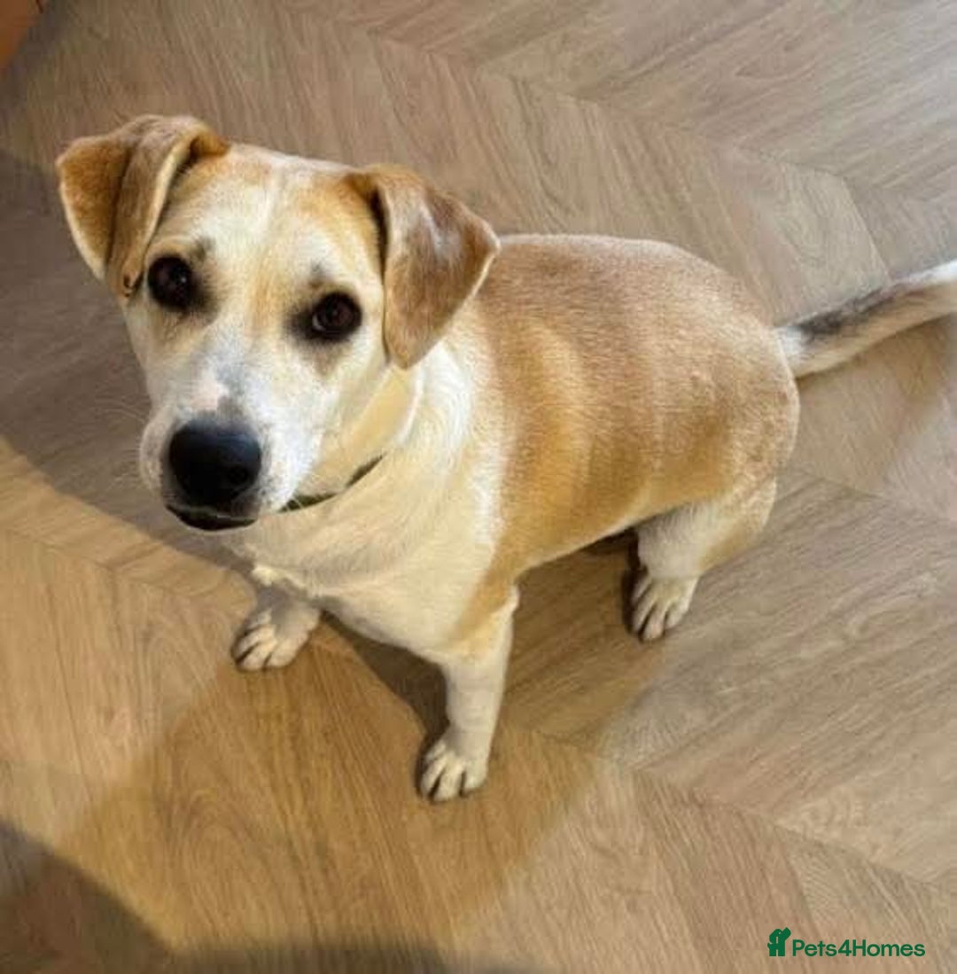 Mixed Breed dogs for adoption: Meet Freya, currently residing in Ormskirk  - Image 6