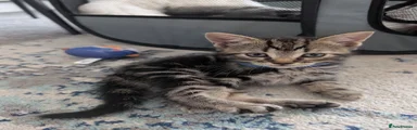 Mixed Breed 2