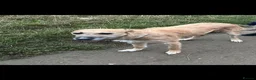 Mixed Breed dogs for sale: Deerhound x greyhound  in Castleford - Advert 1