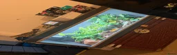 Gecko reptiles for sale: African Fat Tailed Gecko - Advert 6