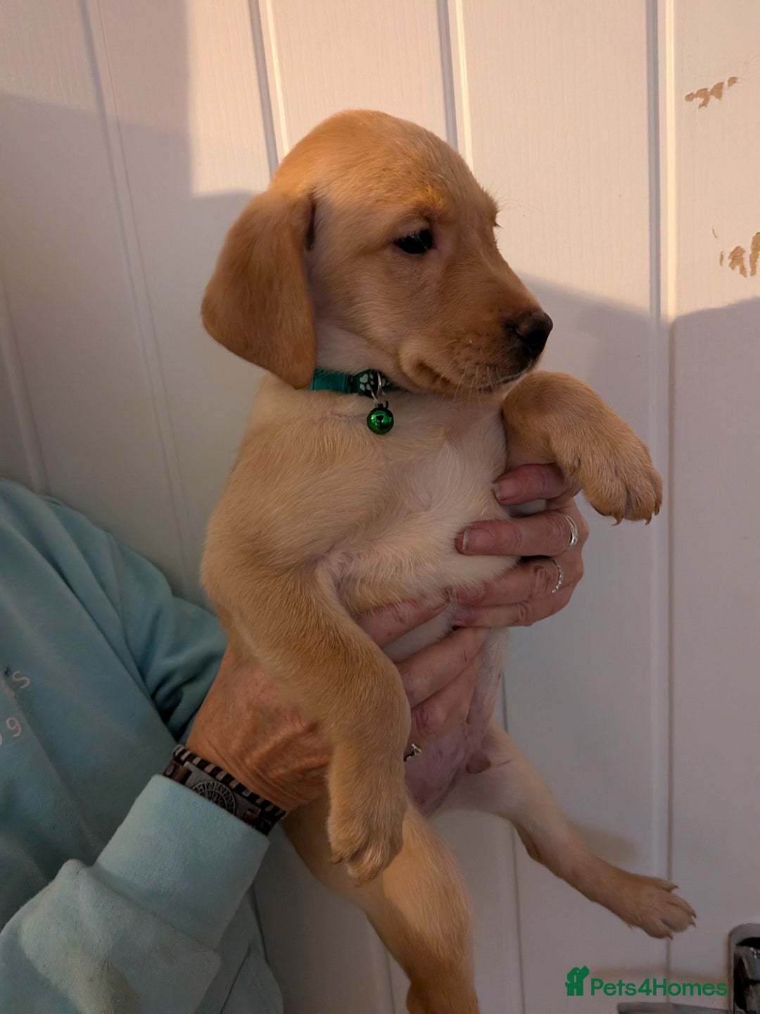 Labrador Retriever dogs for sale: 9 stunning Labrador retrievers 8 weeks old  - Advert 17