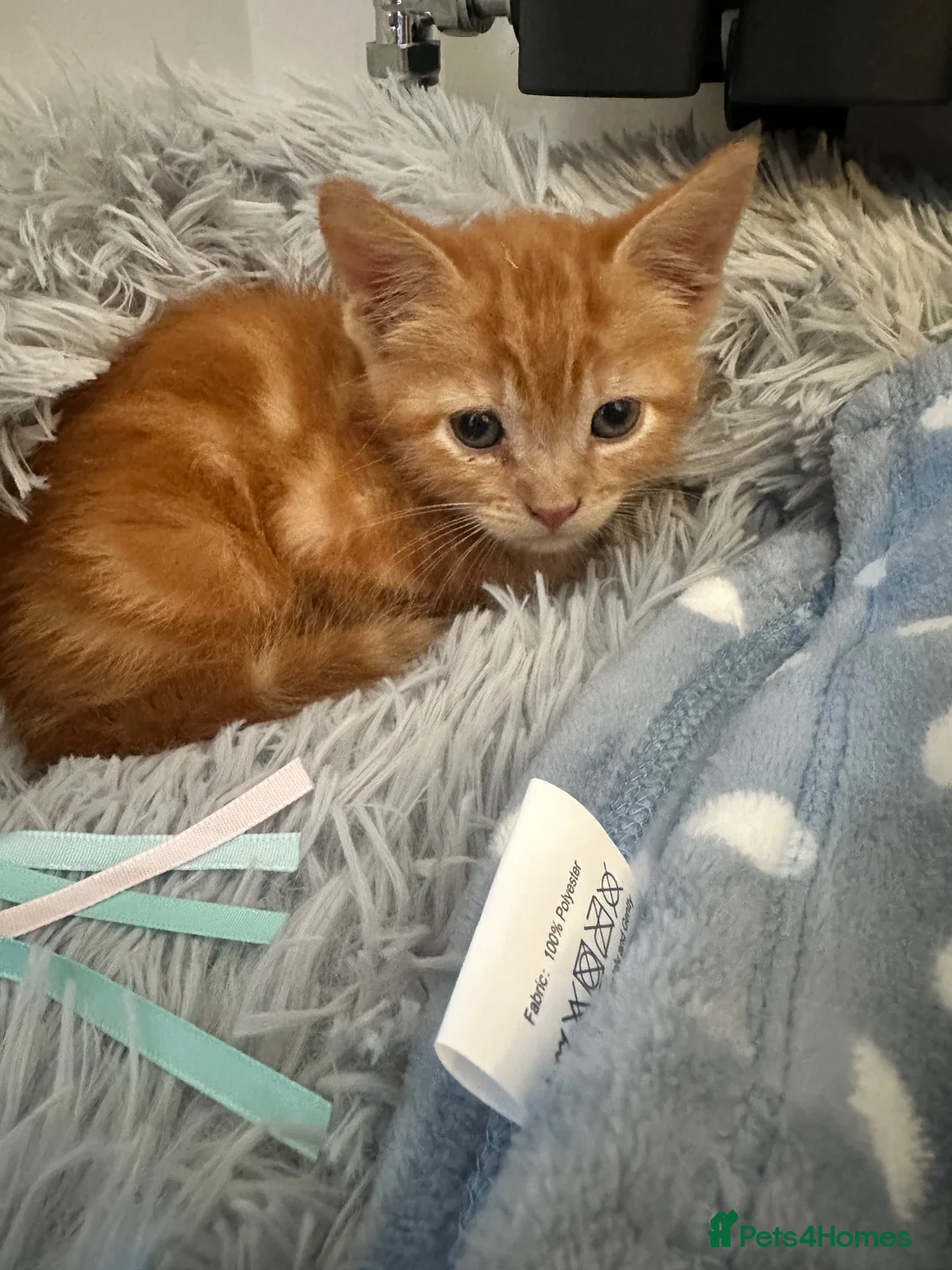 Mixed Breed cats for sale: Ginger mixed breed kitten in Padstow - Advert 4