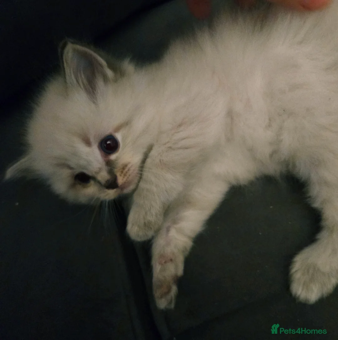 Ragdoll cats for sale: Seven gorgeous purebred ragdoll mitted kittens  - Advert 25