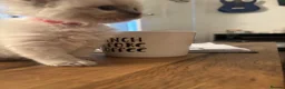 Ragdoll cats for sale: Ragdoll kittens 🐱  in Galston - Advert 3