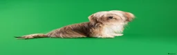 Havanese dogs for stud: Chocolate Havanese  for Stud - by AI only  - Advert 2