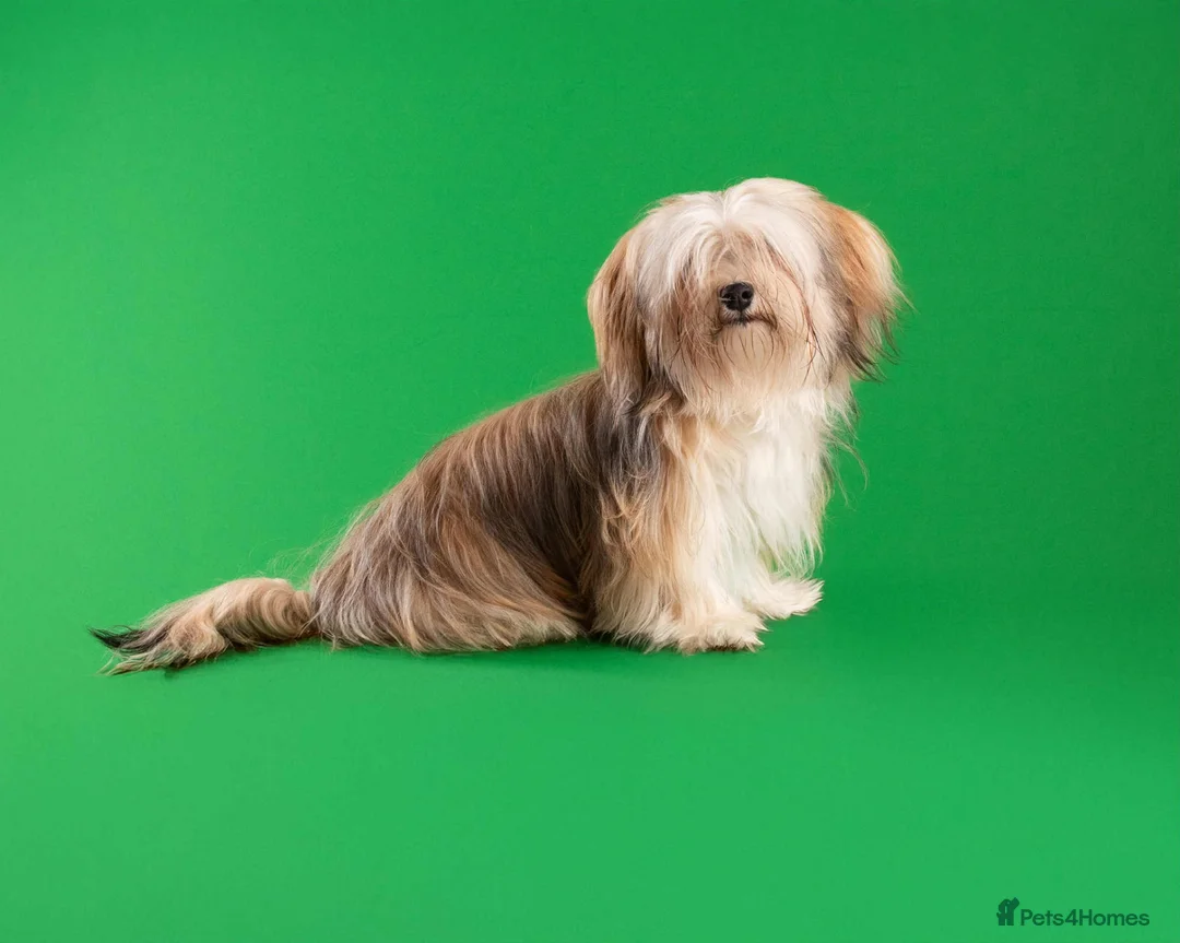 Havanese dogs for stud: Chocolate Havanese  for Stud - by AI only  - Advert 2