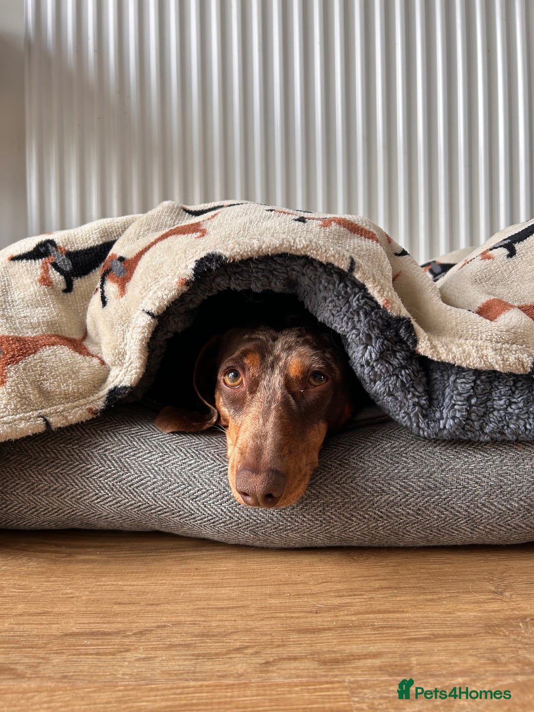 Dachshund dogs for sale: Dachshund for rehoming  - Advert 8