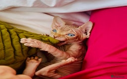 Sphynx cats for sale: HCM ******tery, pure Canadian Sphynx kittens  - Image 3