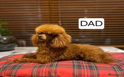 Cavapoo dogs for sale: Extensively Health tested Cavapoo puppies - Image 4