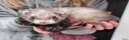 Ferret rodents for sale: Female ferret - Advert 1