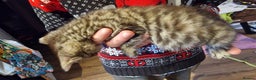 Mixed Breed cats for sale: Kittens for sale - Advert 10
