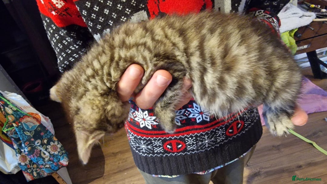 Mixed Breed cats for sale: Kittens for sale - Advert 10