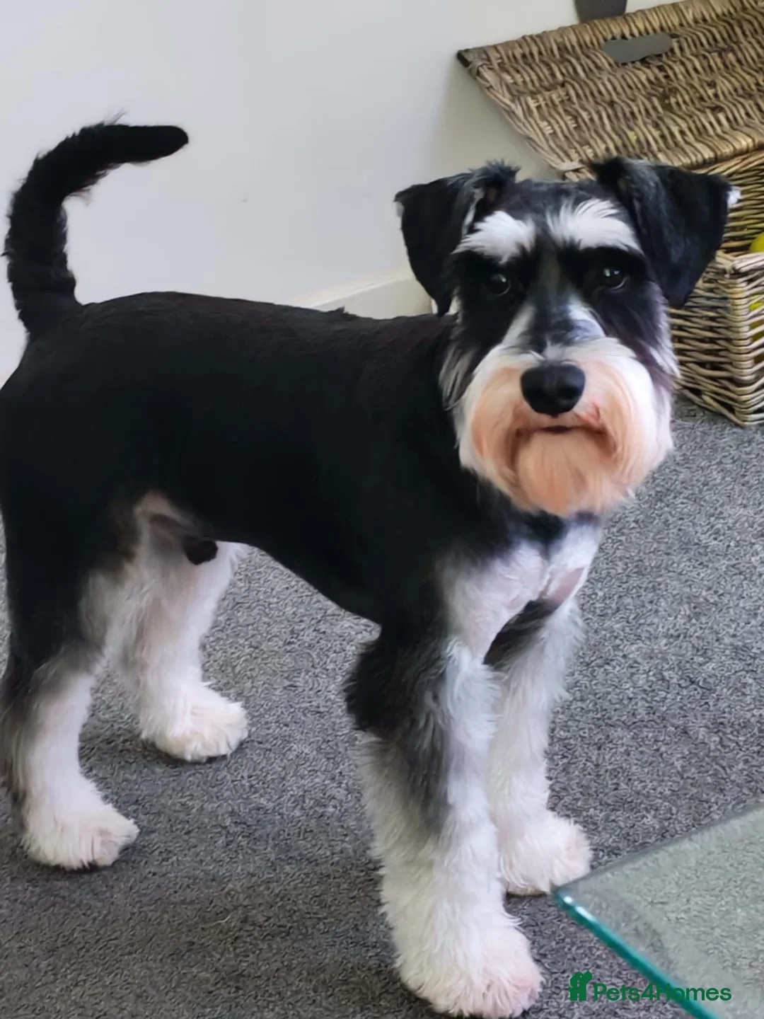 Miniature Schnauzer dogs for stud: KC Registered Miniature Schnauzer for Stud - Advert 10