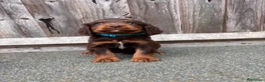 Chocolate and Tan Dog- Blue collar 