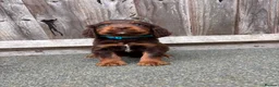 Cocker Spaniel dogs for sale: 9 Gorgeous Working Cocker Spaniel Pups 7 weeks old - Advert 5