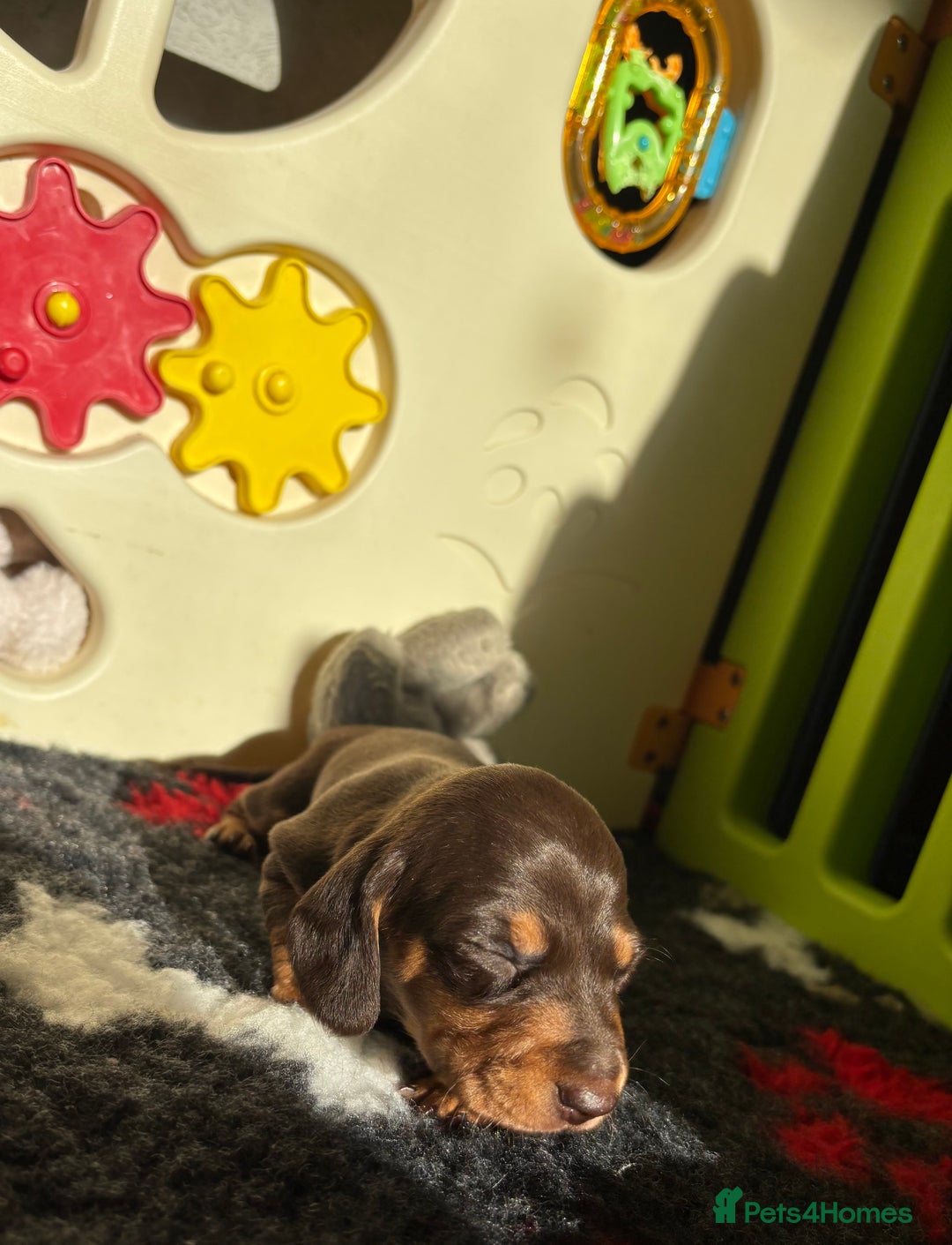 Miniature Dachshund dogs for sale: Kc miniature Dachshunds 2  girls  left  - Image 17