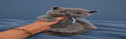 British Shorthair cats for sale: Ready soon - Chunky Blue British Shorthair Kittens - Advert 3