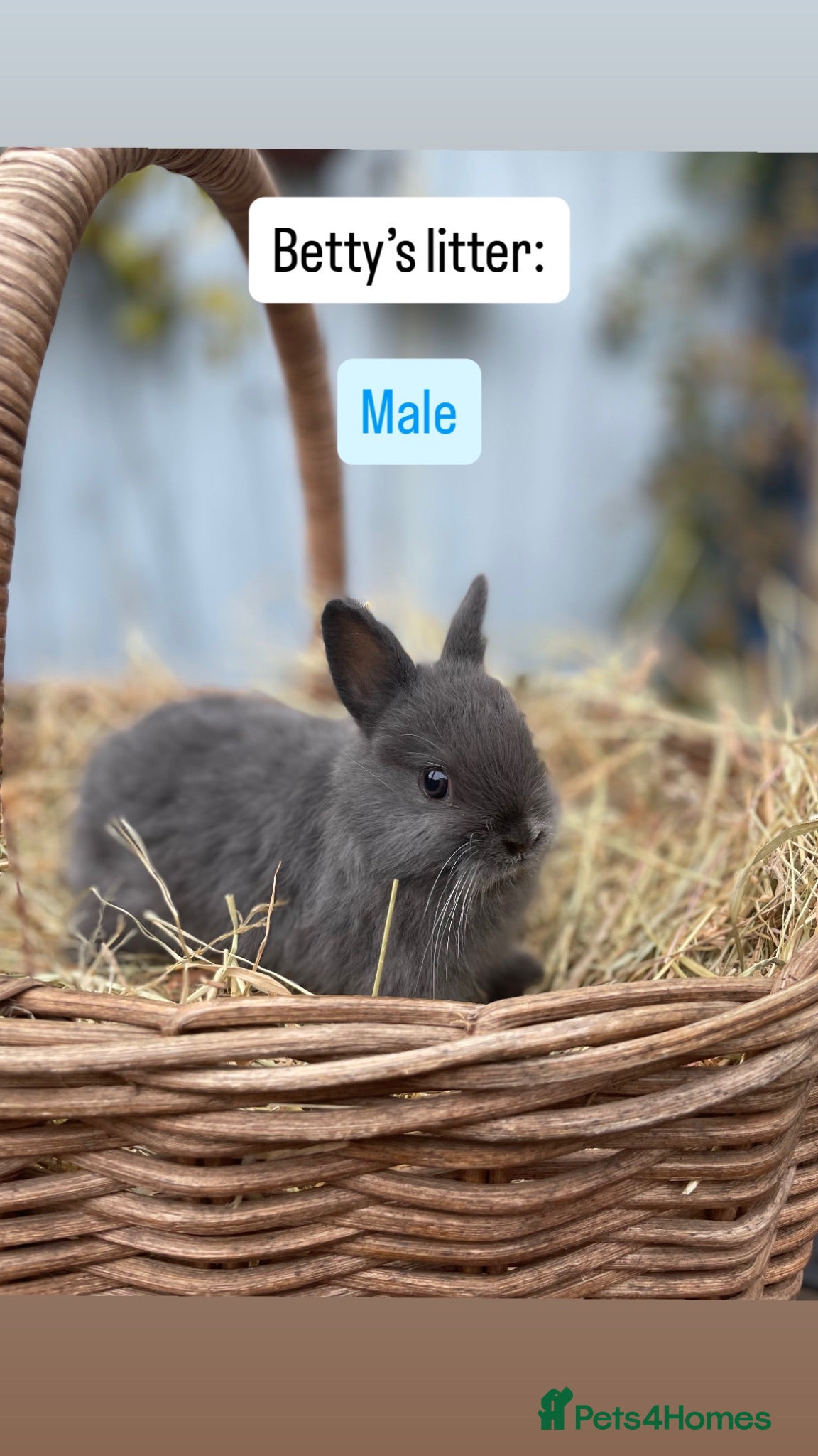 Netherland Dwarf rabbits Netherland Dwarf Baby Rabbits - Advert 13