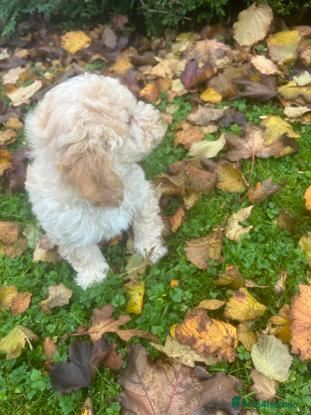 Poochon dogs for sale: Beautiful F1 Poochons - Image 6