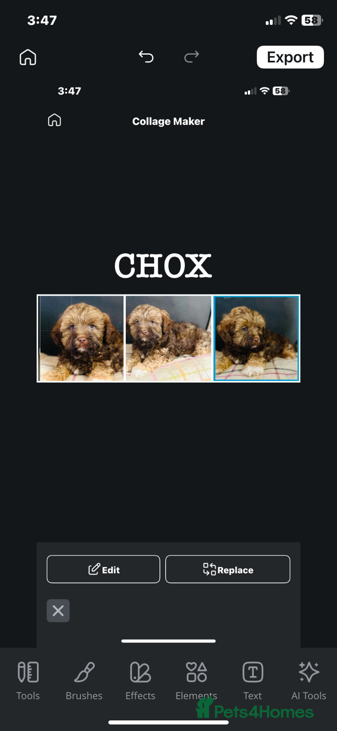 Mixed Breed dogs for sale: BEAUTIFUL HEALTH TESTED MALSHIPOO PUPPIES - Image 4