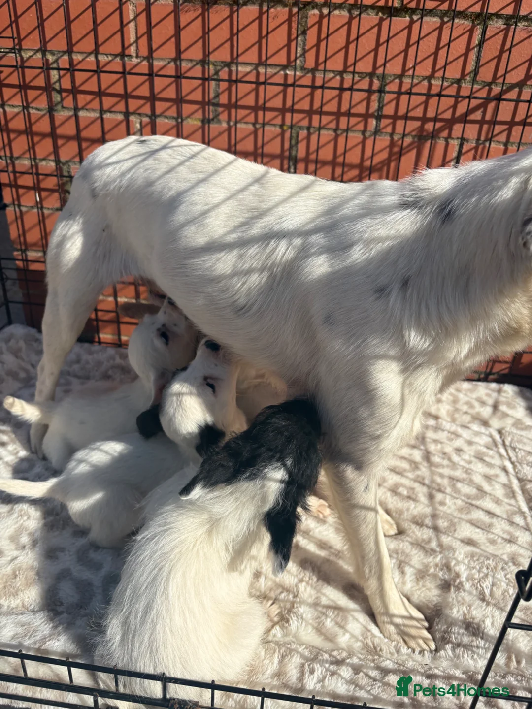 Mixed Breed dogs for sale: Cockerjacks  - Advert 21