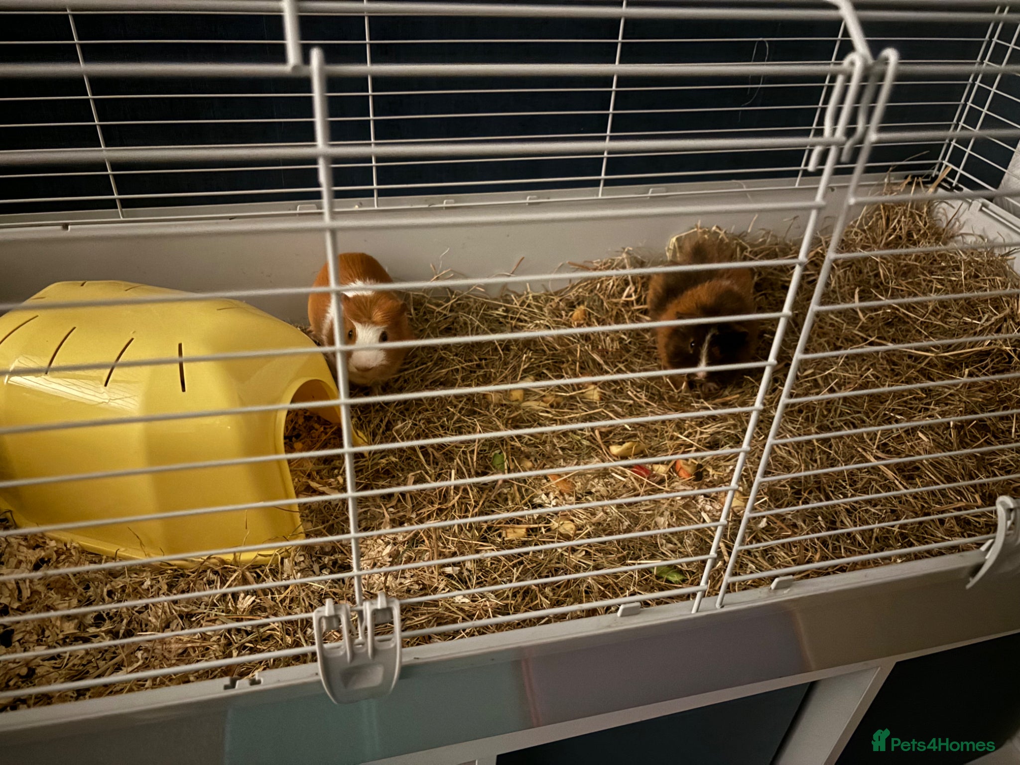 Guinea Pig rodents two female guinea pigs one short haired one fluffy - Advert 1