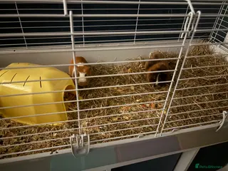 Guinea Pig rodents two female guinea pigs one short haired one fluffy - Advert 4