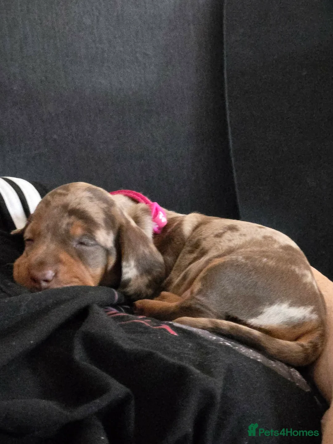 Miniature Dachshund dogs for sale: Gorgeous miniature dachshunds for sale - Advert 7