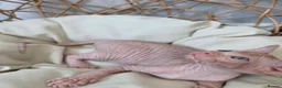 Sphynx cats for sale: Beautiful Canadian Sphynx Kittens Available 💎 - Advert 20