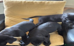 Labrador Retriever dogs for sale: Beautiful Labrador pups - Image 4