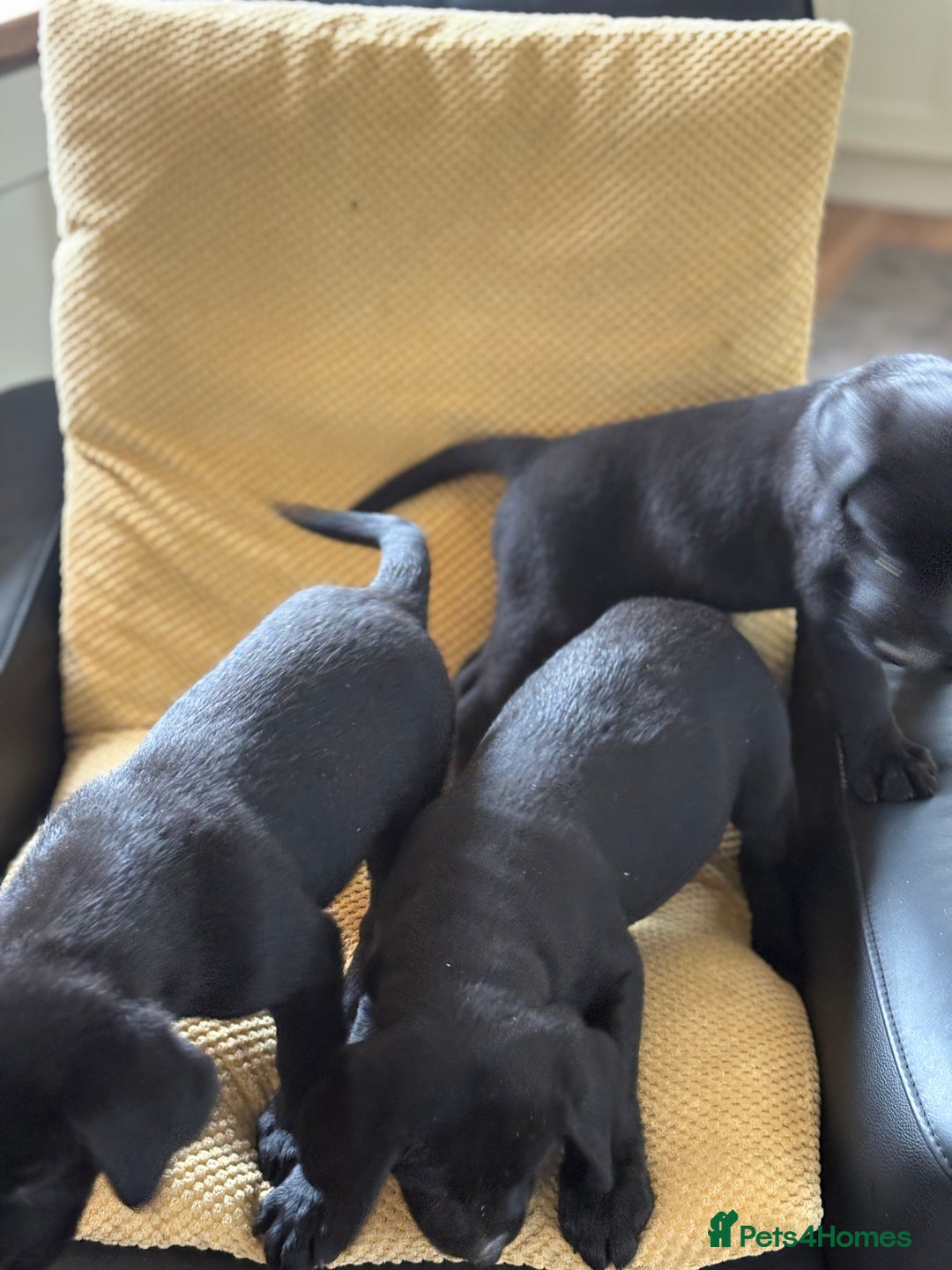 Labrador Retriever dogs for sale: Beautiful Labrador pups - Image 4