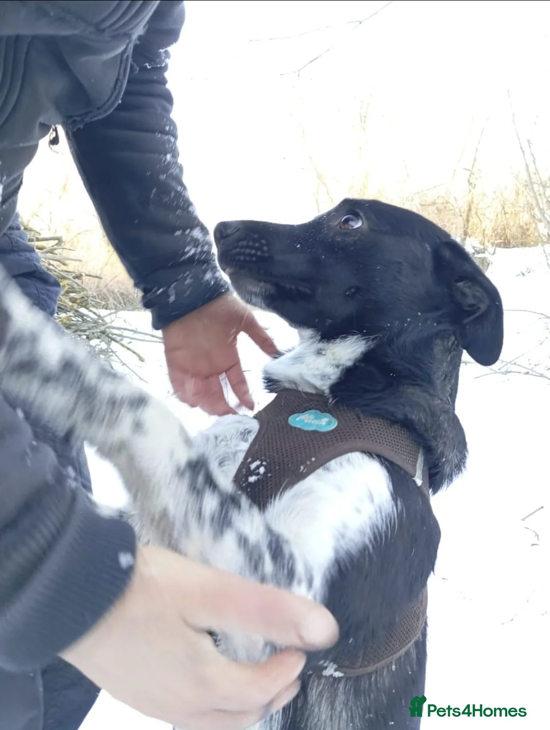 Mixed Breed dogs for adoption: ❤️GEMMIE❤️1yo girl, who chose life, people and fun - Advert 12