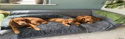 Cocker Spaniel dogs for sale: KC Reg FULLY health tested parents, working cocker in Ottery Saint Mary - Advert 7
