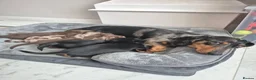 Miniature Dachshund dogs for sale: Beautiful Miniature Dachshund Puppies!💙💙♥️♥️♥️ - Advert 1