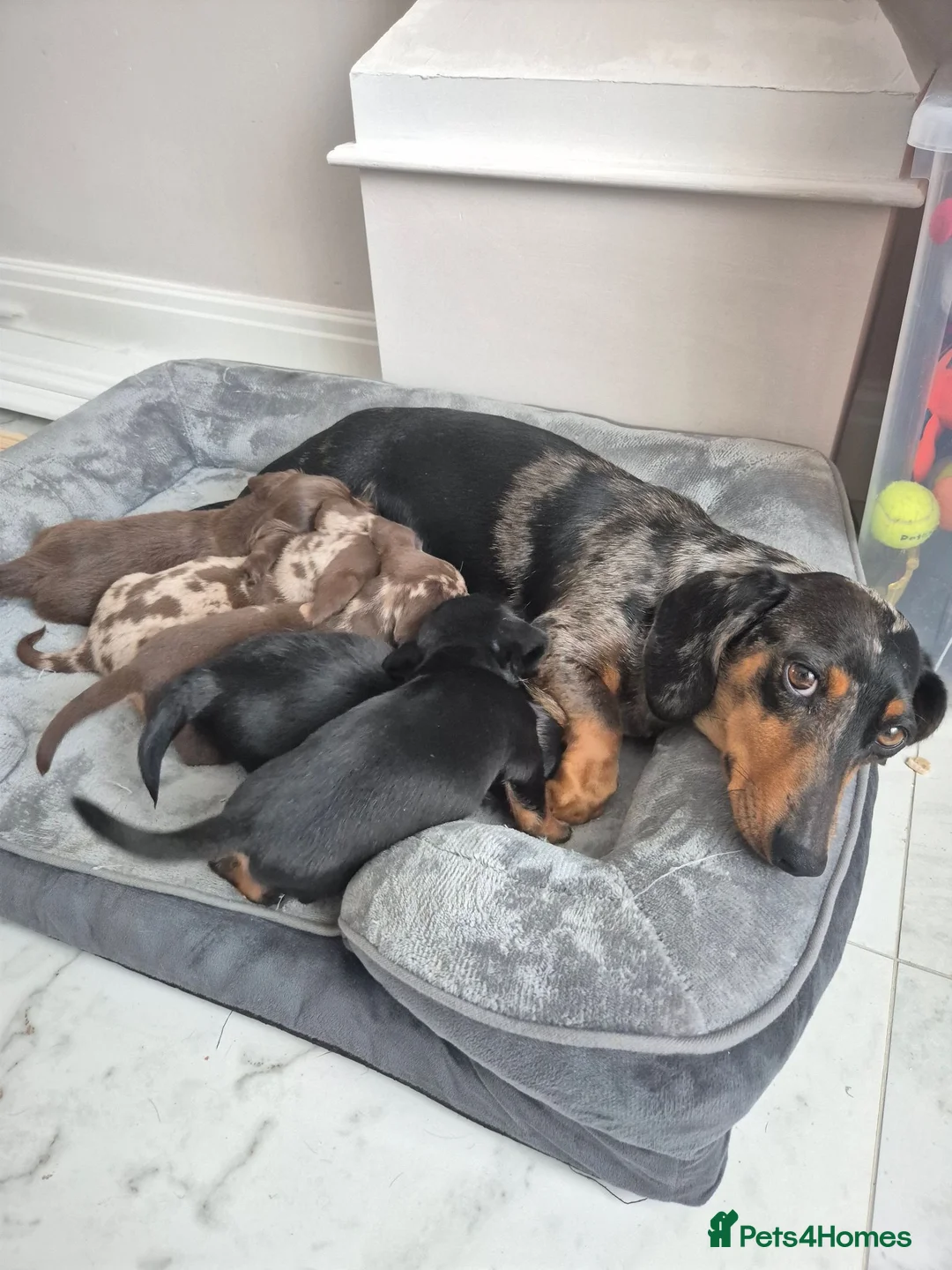 Miniature Dachshund dogs for sale: Beautiful Miniature Dachshund Puppies!💙💙♥️♥️♥️ - Advert 1