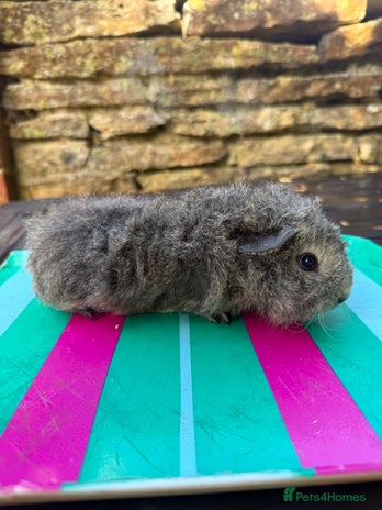 Guinea Pig rodents - Advert 3