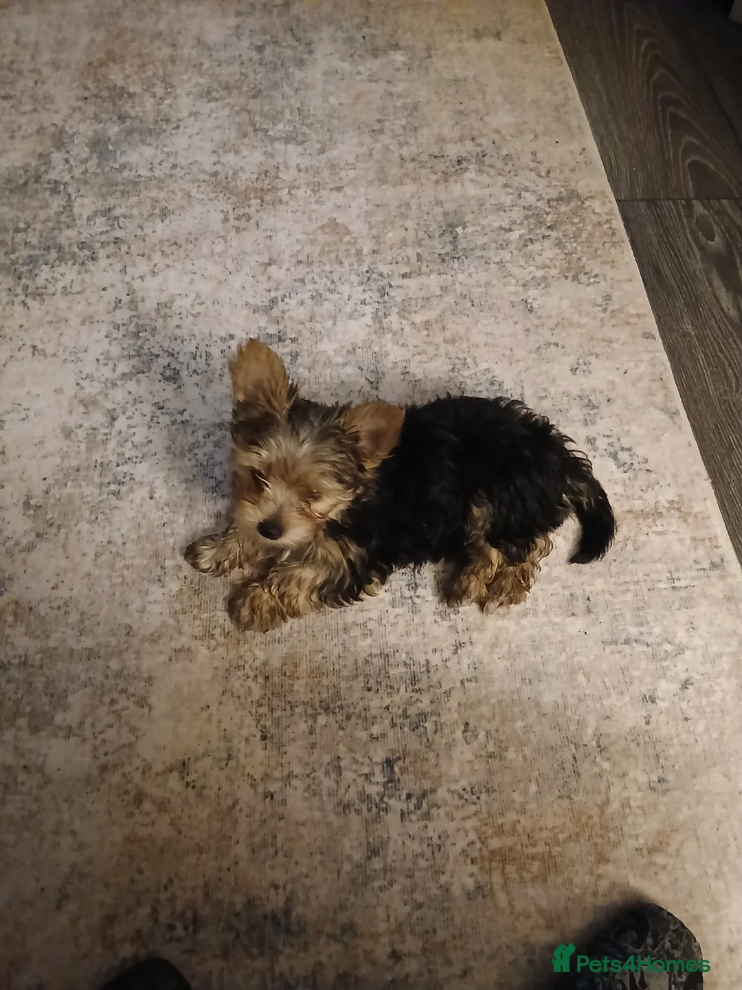 Yorkshire Terrier dogs for sale: 2 Yorkshire terrier pups in Burton-on-Trent - Advert 2